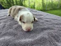 Hope, a female Border Collie for sale in Merrillville, IN – 9 of 10