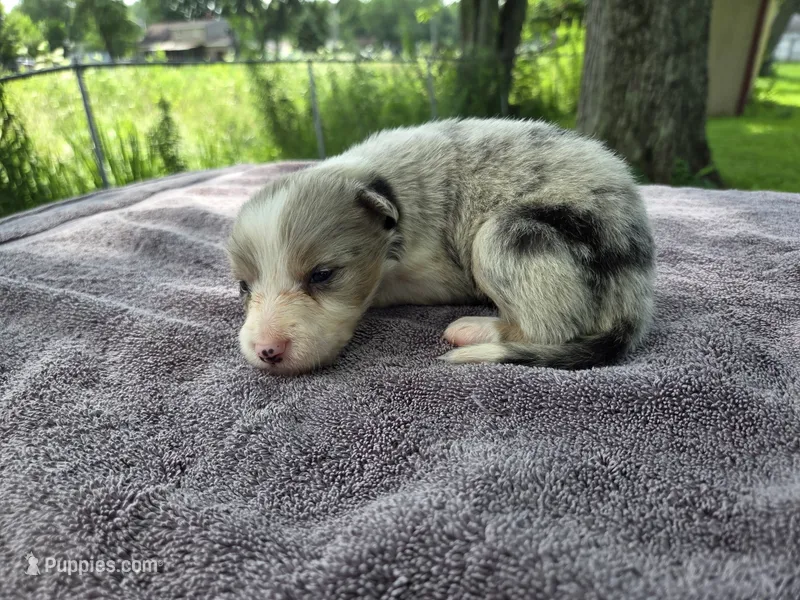 Payton – Border Collie puppy for sale in Merrillville, IN