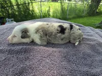 Lucario, a male Border Collie for sale in Merrillville, IN – 2 of 10
