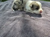 Wisely, a male Border Collie for sale in Merrillville, IN – 10 of 10