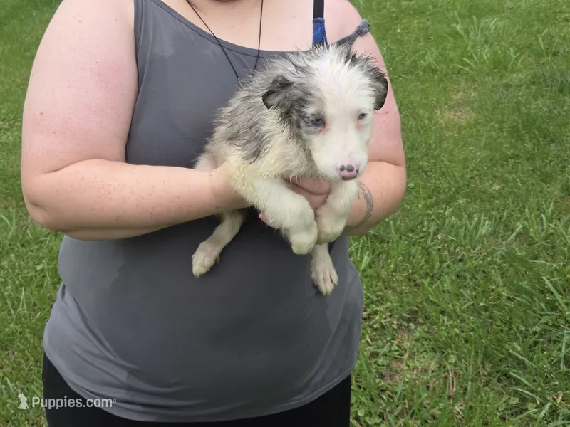 Lily – Border Collie puppy for sale in Rensselaer, IN