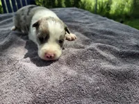 Wisely, a male Border Collie for sale in Merrillville, IN – 7 of 10