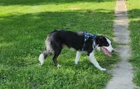 Blue Tri Male, a male Border Collie for sale in Rensselaer, IN – 4 of 5