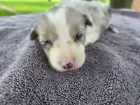 Payton, a female Border Collie for sale in Merrillville, IN – 6 of 10
