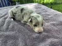 Payton, a female Border Collie for sale in Merrillville, IN – 5 of 10