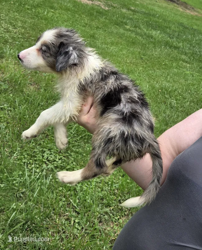 Wisely – Border Collie puppy for sale in Rensselaer, IN