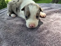 Wisely, a male Border Collie for sale in Merrillville, IN – 5 of 10