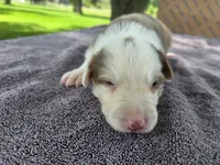 Hope, a female Border Collie for sale in Merrillville, IN – 10 of 10