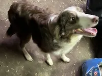 Female Border Collie, a female Border Collie for sale in Rensselaer, IN – 1 of 1