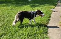 Blue Tri Male, a male Border Collie for sale in Rensselaer, IN – 1 of 5