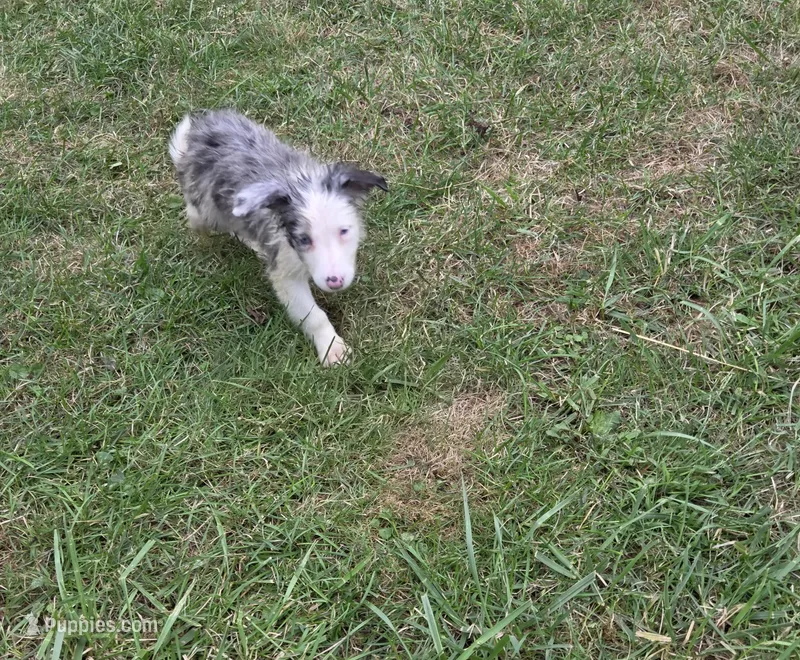 Payton – Border Collie puppy for sale in Rensselaer, IN