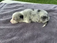 Payton, a female Border Collie for sale in Merrillville, IN – 7 of 10