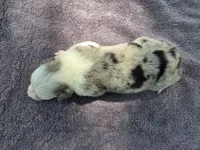 Lucario, a male Border Collie for sale in Merrillville, IN – 9 of 10