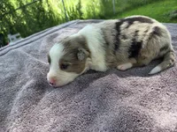 Wisely, a male Border Collie for sale in Merrillville, IN – 9 of 10