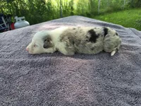 Lucario, a male Border Collie for sale in Merrillville, IN – 6 of 10