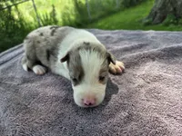 Wisely, a male Border Collie for sale in Merrillville, IN – 2 of 10