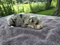 Payton, a female Border Collie for sale in Merrillville, IN – 4 of 10