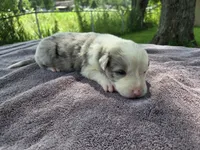 Lily, a female Border Collie for sale in Merrillville, IN – 5 of 10