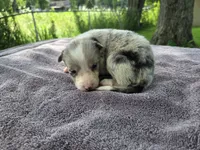 Payton, a female Border Collie for sale in Merrillville, IN – 10 of 10