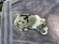 Wisely, a male Border Collie for sale in Merrillville, IN – 6 of 10