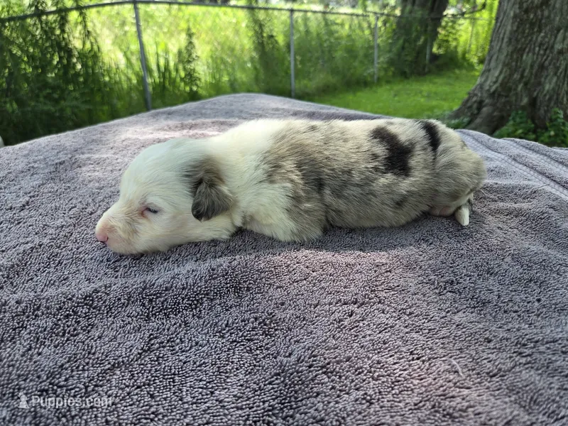 Lucario – Border Collie puppy for sale in Merrillville, IN
