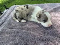 Wisely, a male Border Collie for sale in Merrillville, IN – 4 of 10