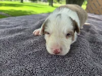 Hope, a female Border Collie for sale in Merrillville, IN – 1 of 10