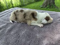 Hope, a female Border Collie for sale in Merrillville, IN – 3 of 10