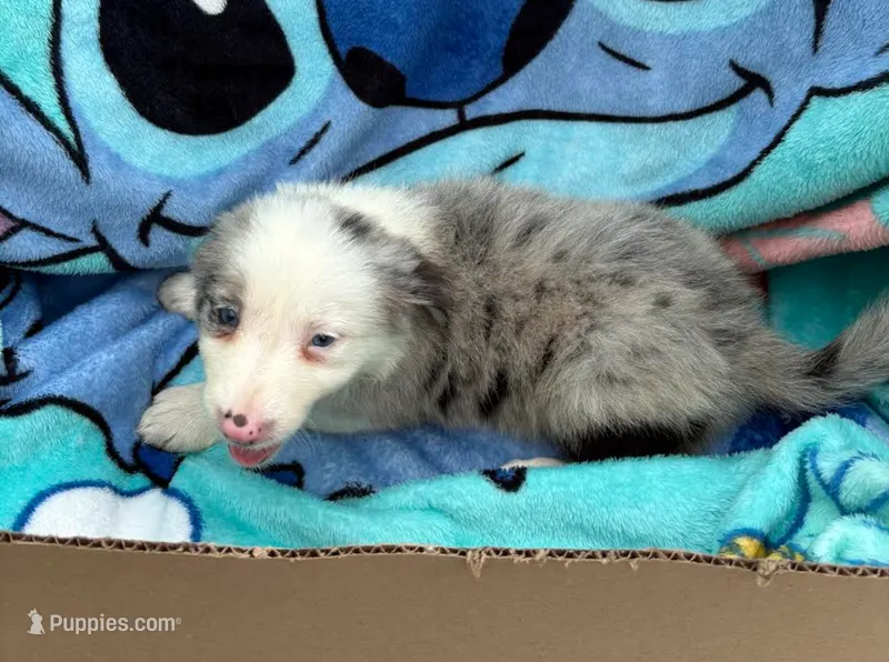 Lily – Border Collie puppy for sale in Rensselaer, IN