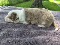 Hope, a female Border Collie for sale in Merrillville, IN – 2 of 10