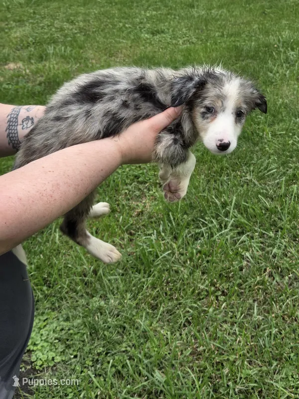Payton – Border Collie puppy for sale in Rensselaer, IN