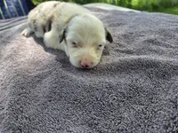 Lucario, a male Border Collie for sale in Merrillville, IN – 3 of 10