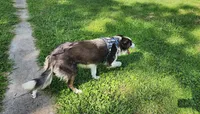 Blue Tri Male, a male Border Collie for sale in Rensselaer, IN – 2 of 5