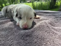 Lily, a female Border Collie for sale in Merrillville, IN – 3 of 10