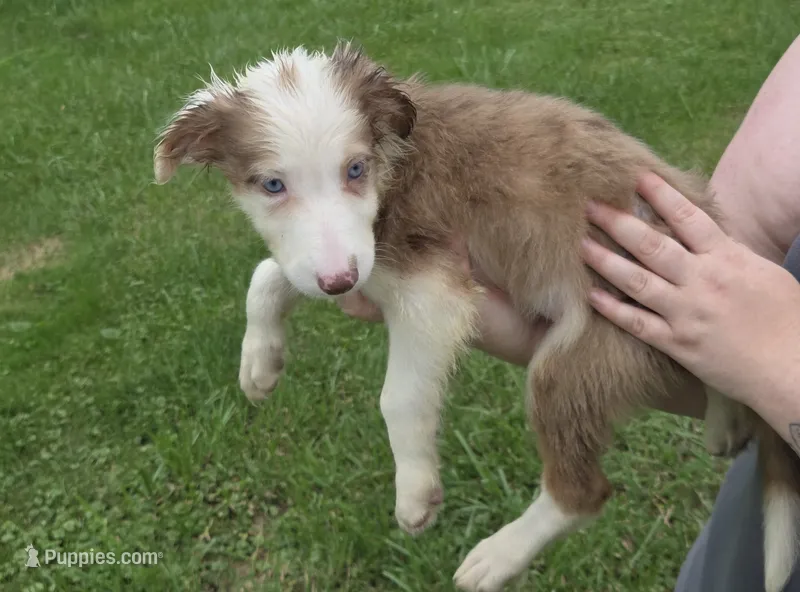 Hope – Border Collie puppy for sale in Rensselaer, IN