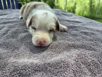 Hope, a female Border Collie for sale in Merrillville, IN – 4 of 10