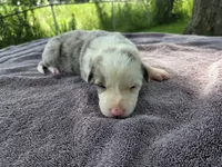 Lily, a female Border Collie for sale in Merrillville, IN – 4 of 10