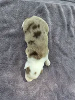 Hope, a female Border Collie for sale in Merrillville, IN – 6 of 10