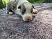 Wisely, a male Border Collie for sale in Merrillville, IN – 3 of 10