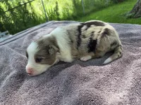 Wisely, a male Border Collie for sale in Merrillville, IN – 1 of 10