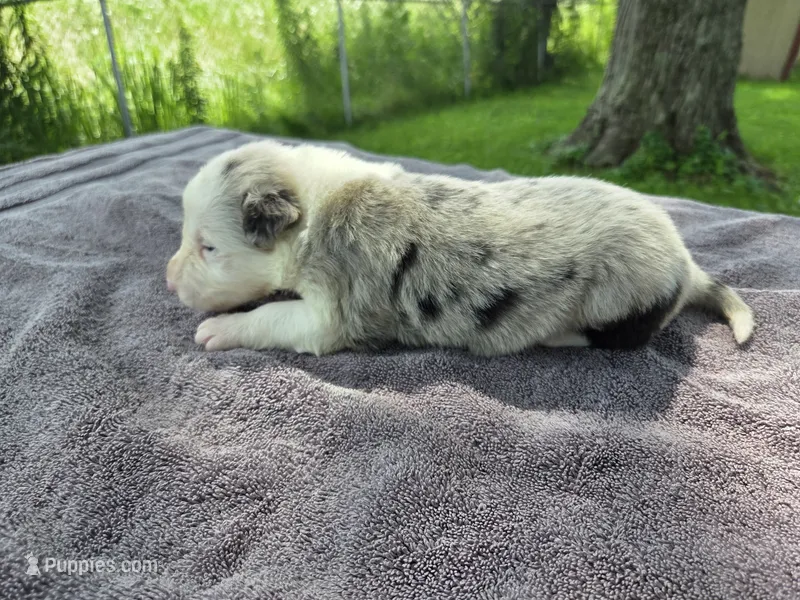 Lily – Border Collie puppy for sale in Merrillville, IN