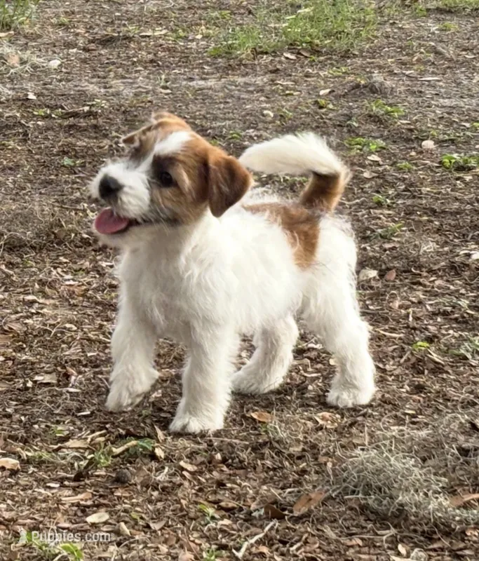 Bruno x Thelma Male – Jack Russell Terrier puppy for sale in Ocala, FL