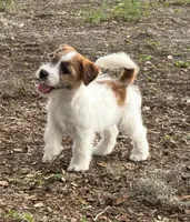 Bruno x Thelma Male, a male Jack Russell Terrier for sale in Ocala, FL – 1 of 5