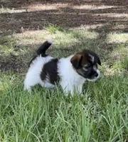 Bruno x Mya Female #1 , a female Jack Russell Terrier for sale in Ocala, FL – 3 of 3