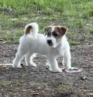 Bruno x Thelma Male, a male Jack Russell Terrier for sale in Ocala, FL – 2 of 5