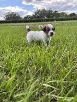 Bruno x Sassy Female #2, a female Jack Russell Terrier for sale in Ocala, FL – 1 of 1