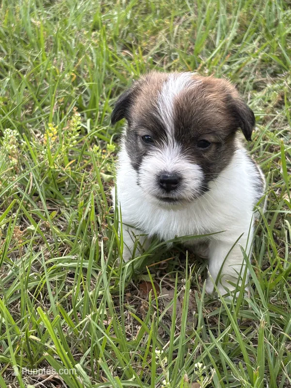 Bruno x Sassy Male #2 – Jack Russell Terrier puppy for sale in Ocala, FL