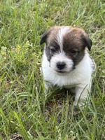 Bruno x Sassy Male #2, a male Jack Russell Terrier for sale in Ocala, FL – 1 of 2