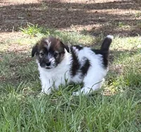 Bruno x Mya Female #1 , a female Jack Russell Terrier for sale in Ocala, FL – 2 of 3
