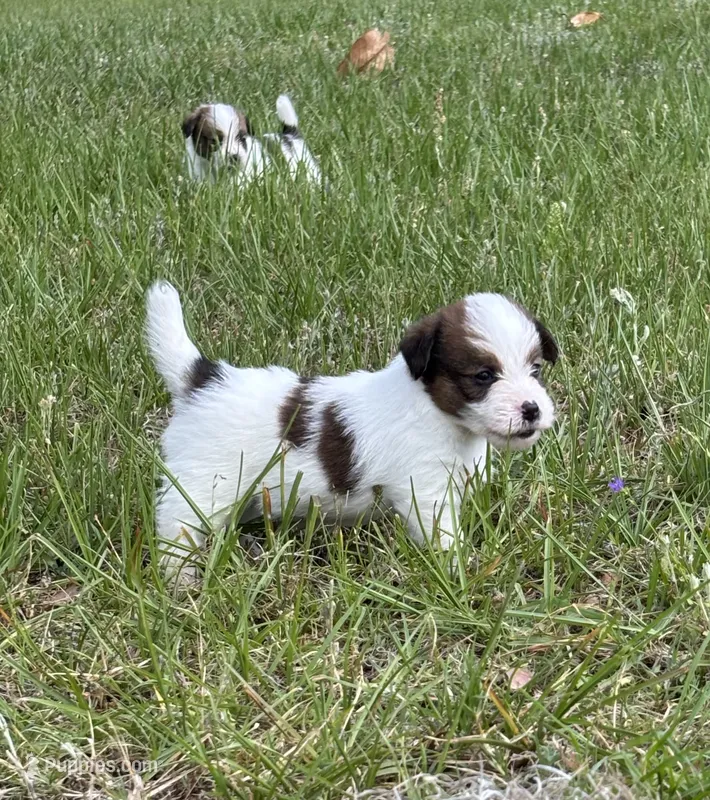 Bruno x Sassy Male #4 – Jack Russell Terrier puppy for sale in Ocala, FL